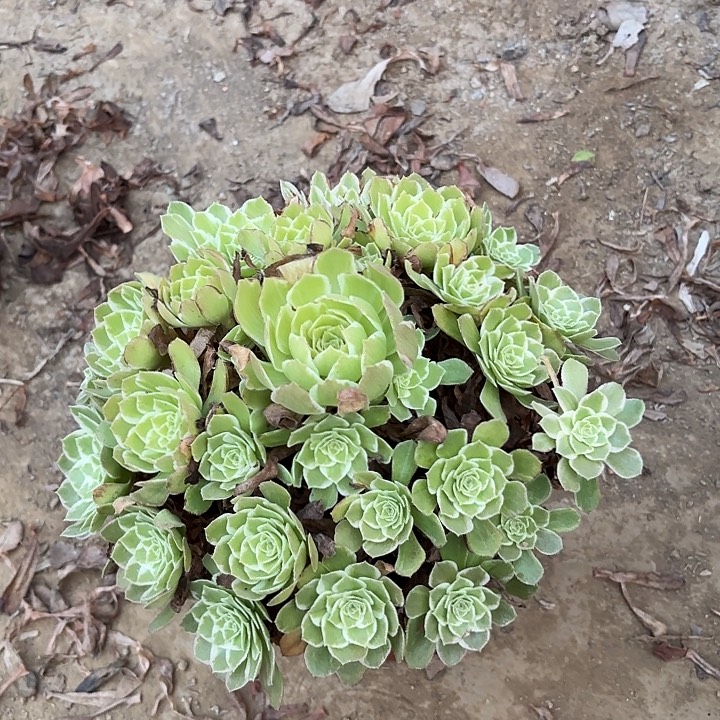多肉植物万花筒13