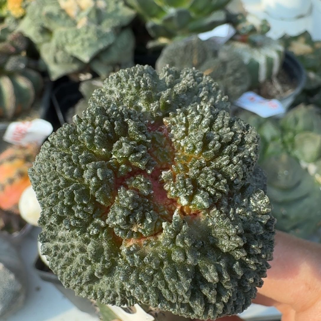 【闪购商品】大尤哥斯拉440