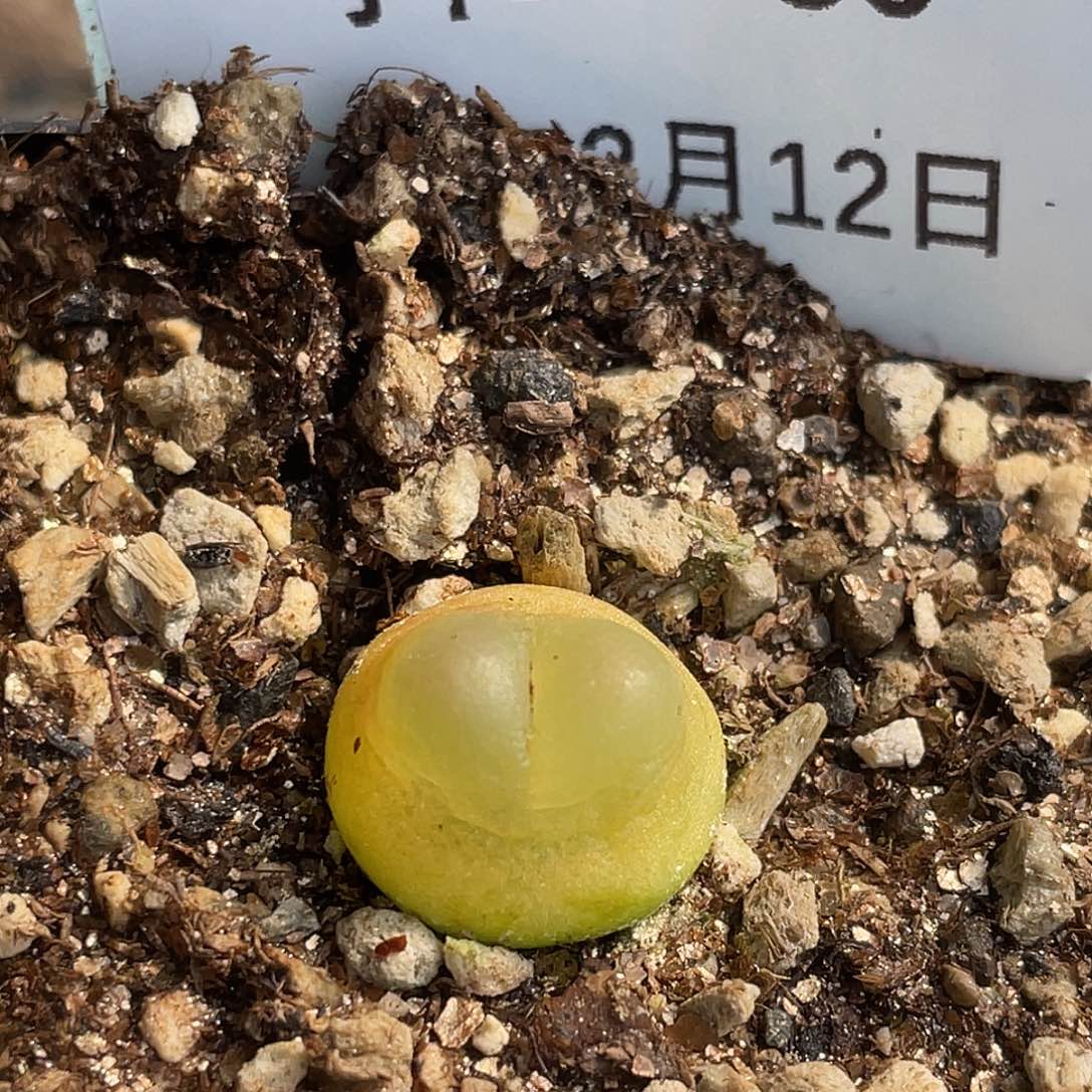 12-30拉登多肉植物