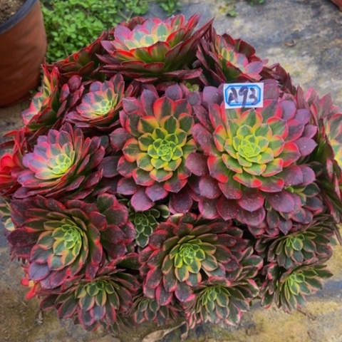 朝霞朵朵多肉93多肉