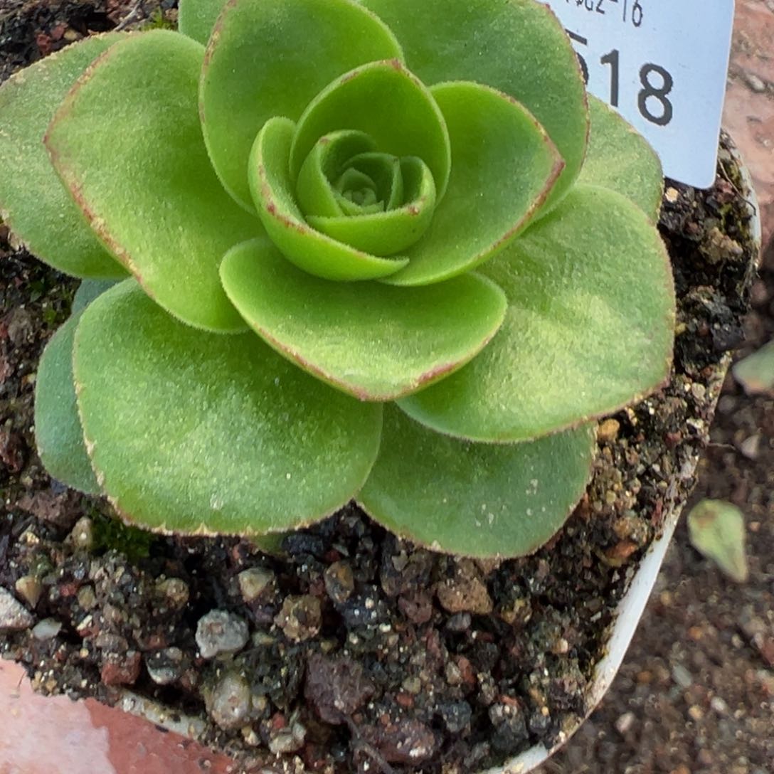 HR518福利毛X若初问尘各种