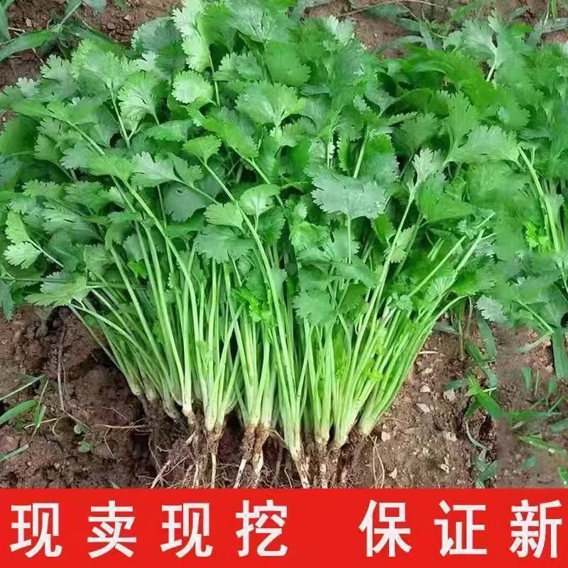 河南香菜新鲜带根蔬菜当季香料芫荽农家自种火锅自种根带泥土现挖