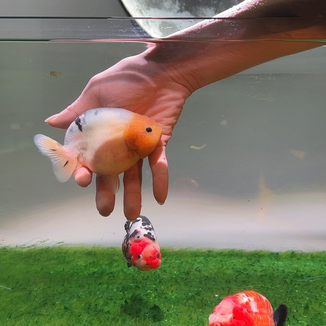 狮头鱼木木与兰寿金鱼