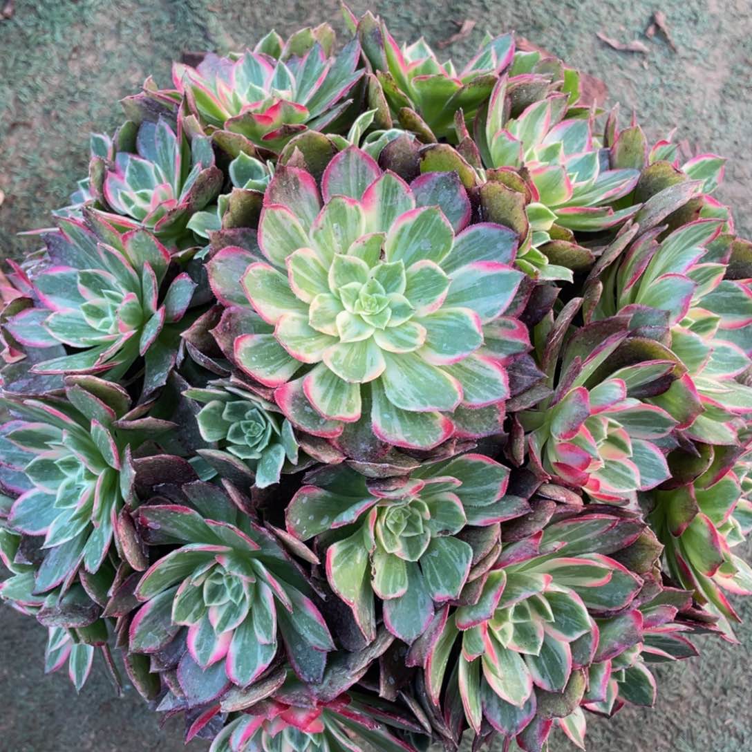 506万花筒精品法师老桩