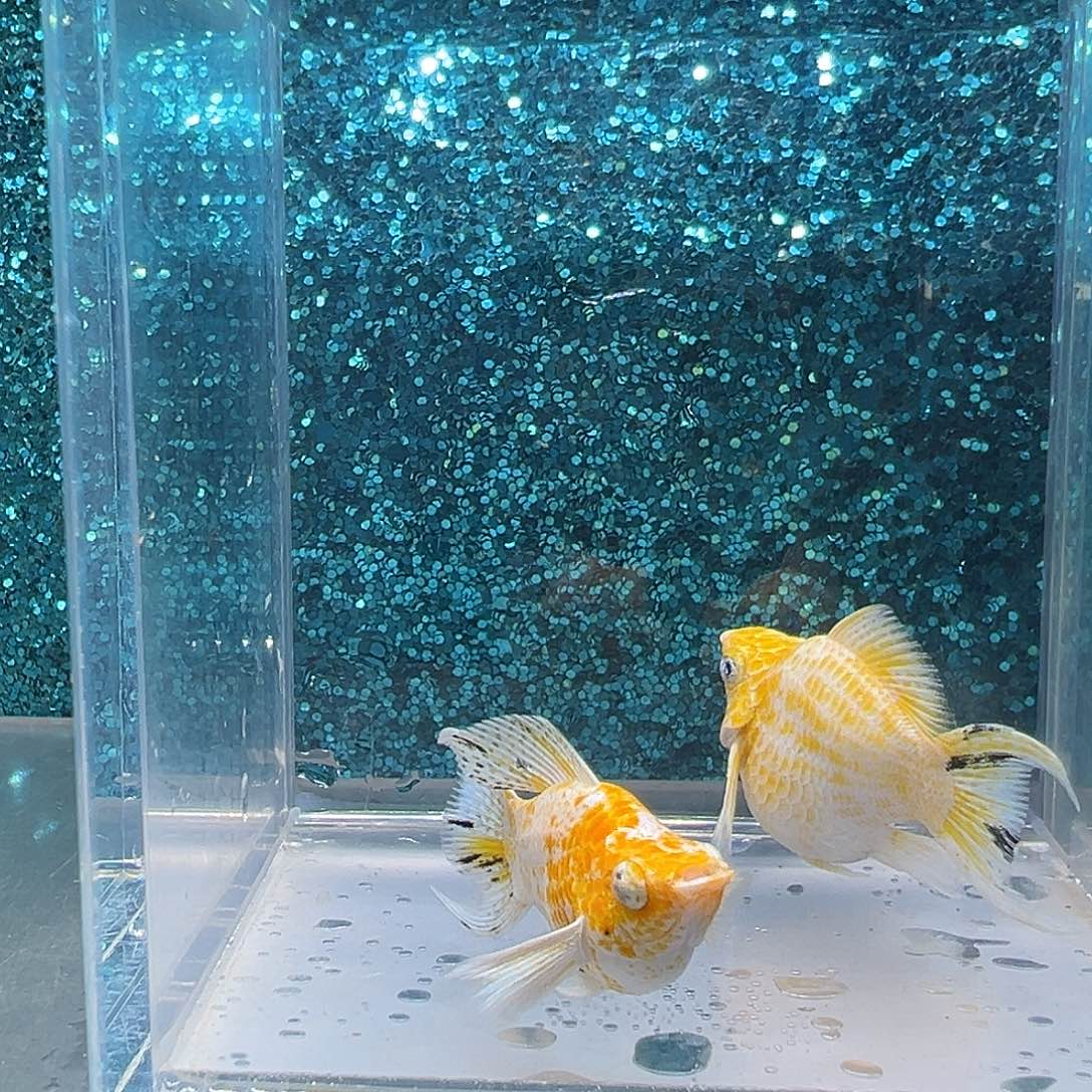 孔雀鱼樱花玛丽一对00024