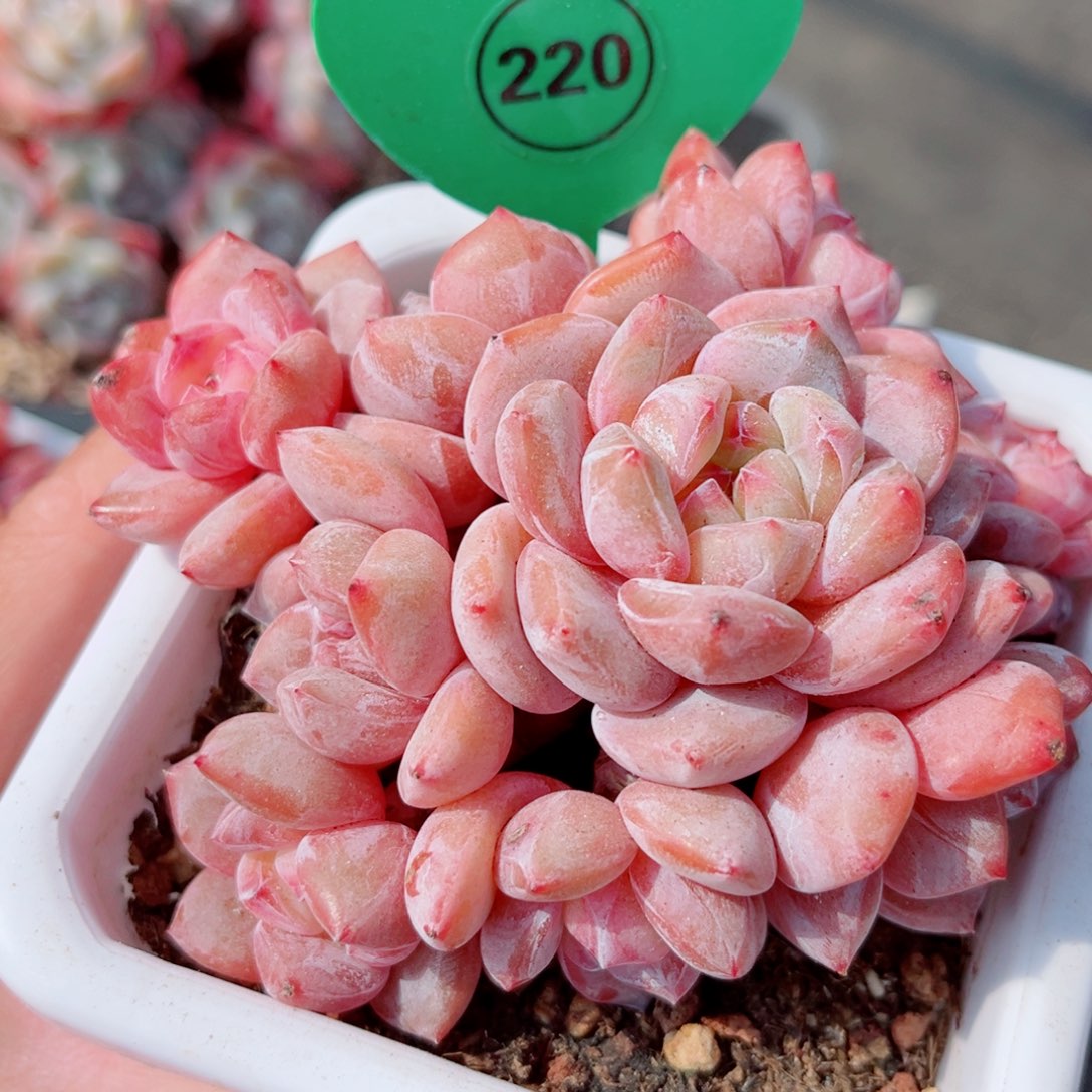 220号大老桩石榴籽星影群9头