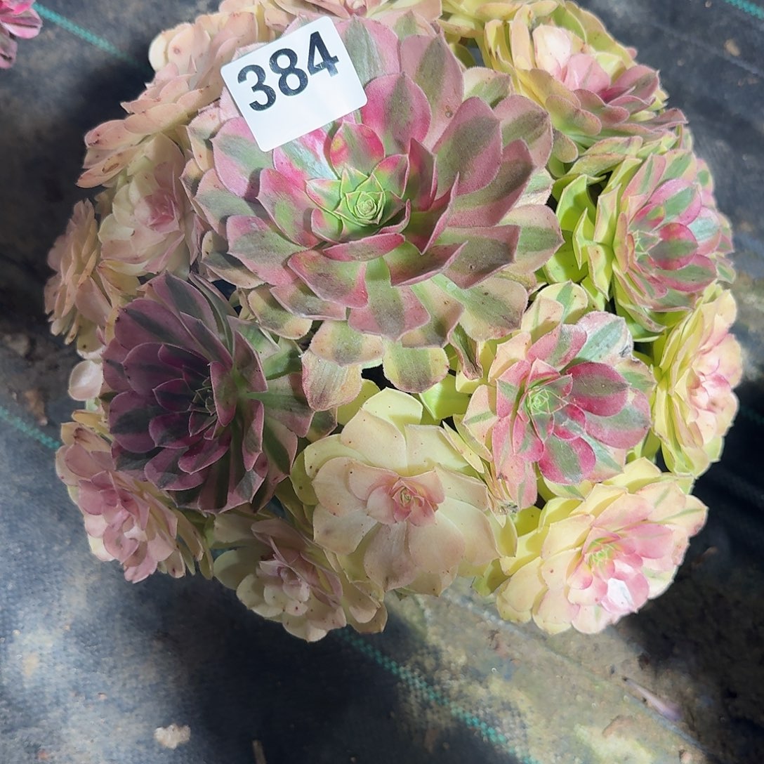 大雨河多肉植物老庄384