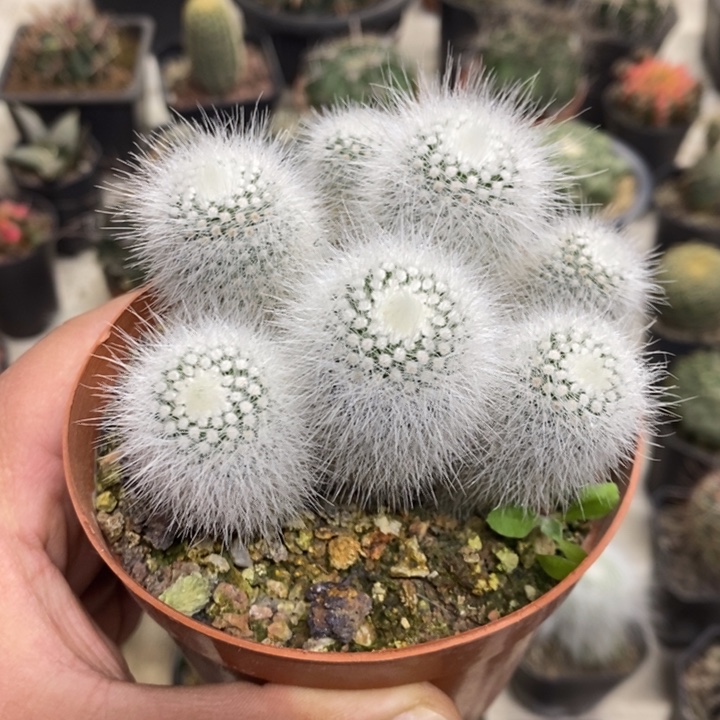 实生白小丁群特价