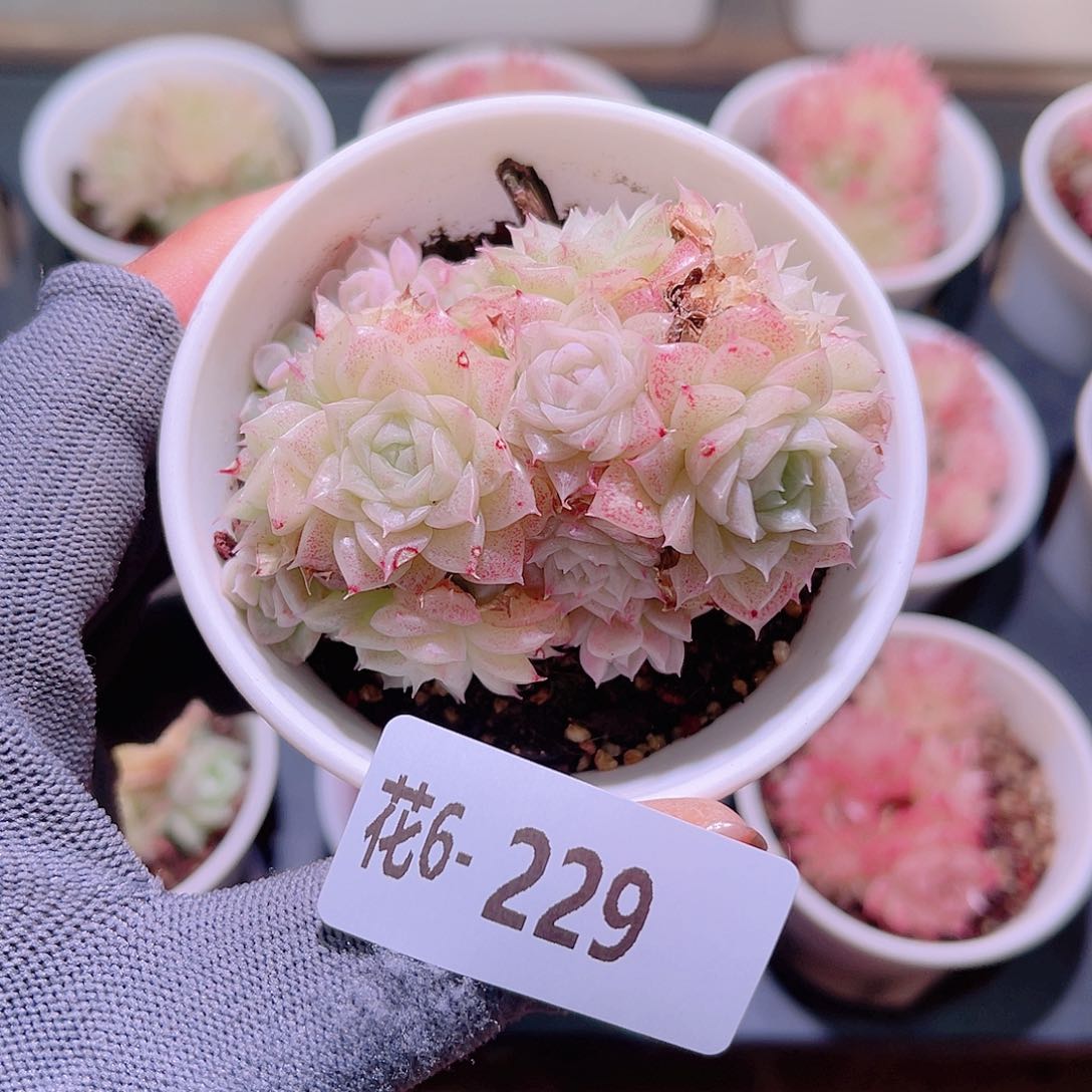 花06-229麦秆群生