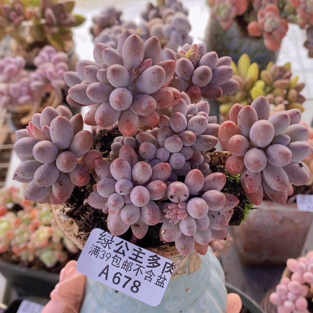 婴儿手指12cm678多肉植物