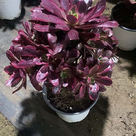 235赤霞飞多肉法师