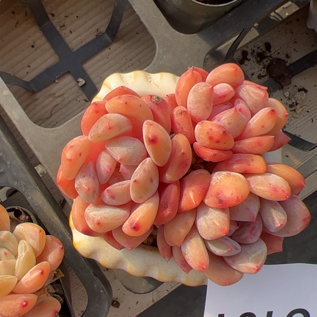 101 满38包邮一物一拍