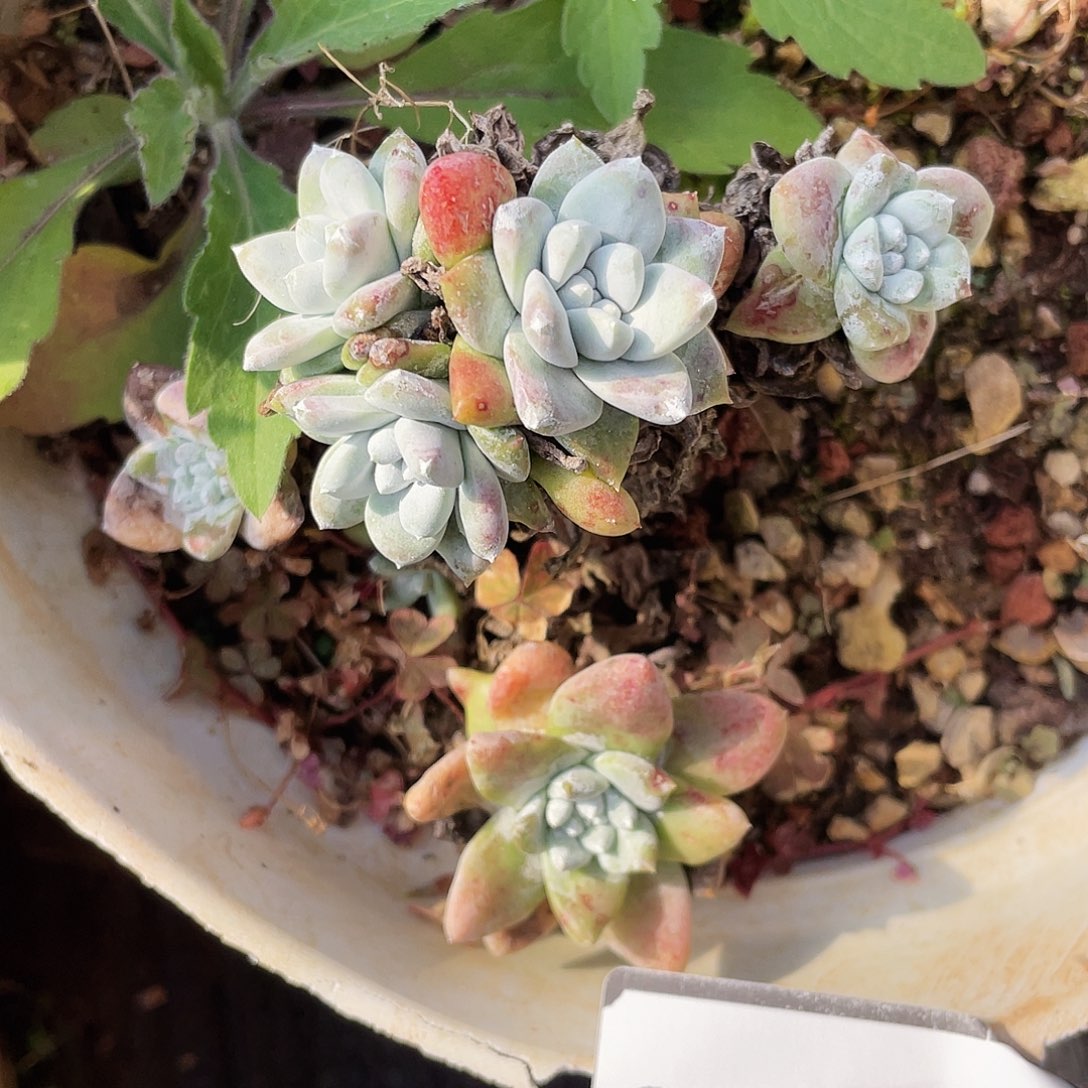 特价不售后老桩0914