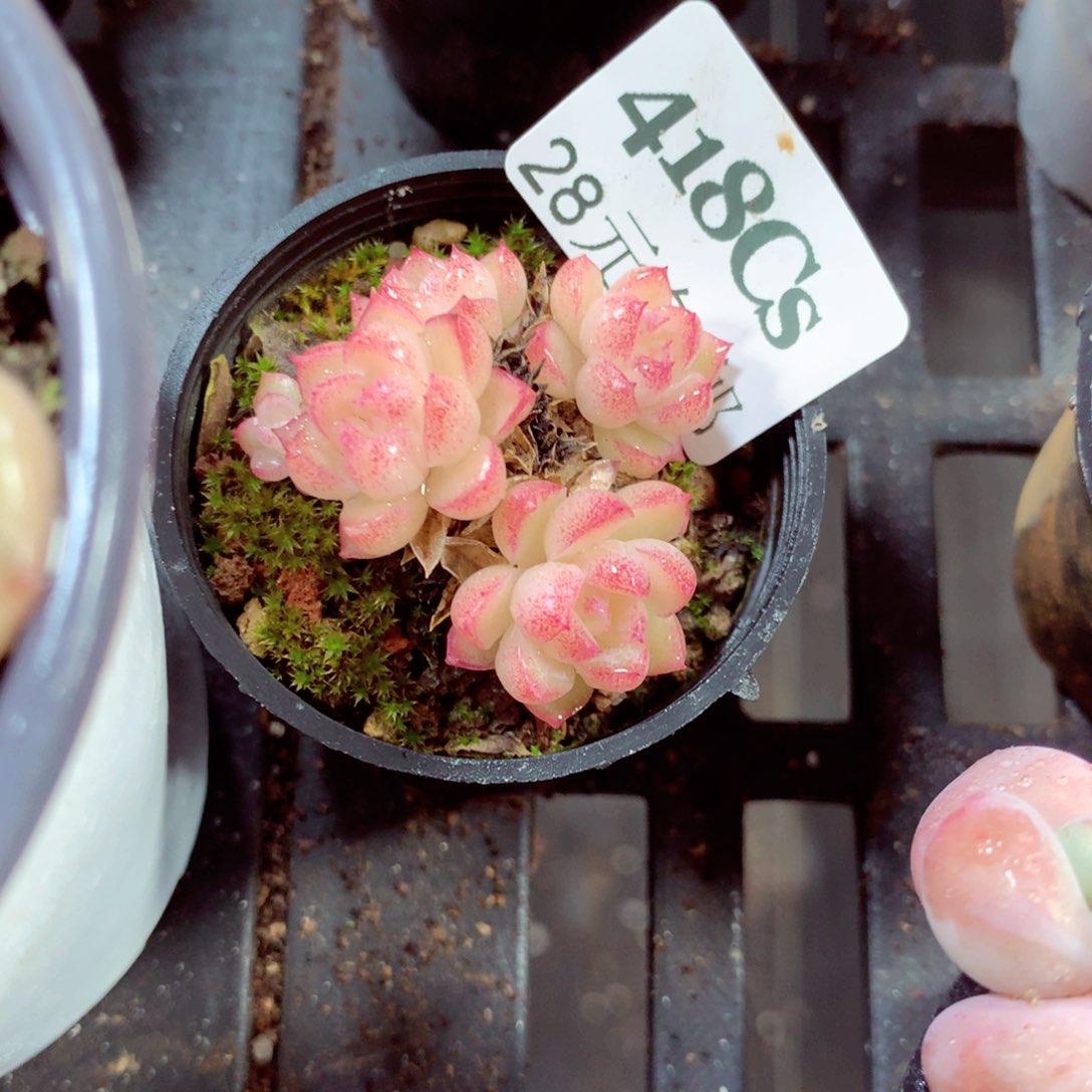 5厘米盆精控多肉418