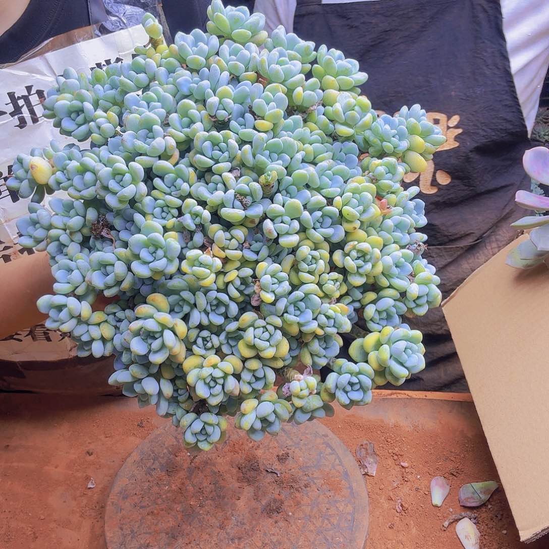 早川香香，偶尔一物一拍，所见即所得，所谓图片为准