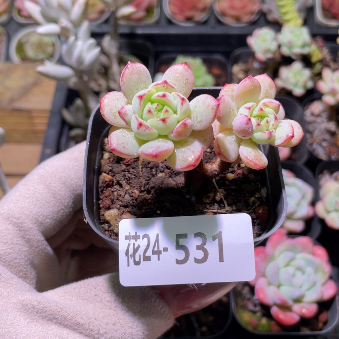 花利美24-531香草