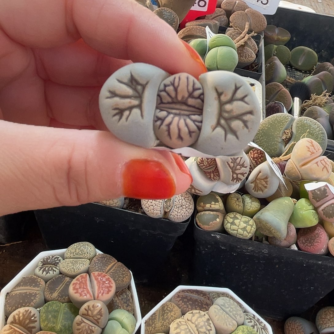 生石花一颗000246