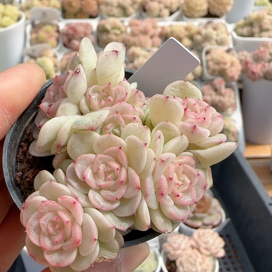 【闪购商品】0222-101（fm-20-2）