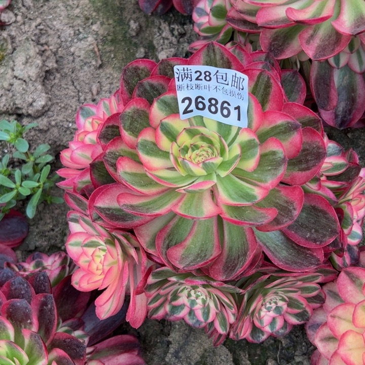 26861荔枝多肉植物