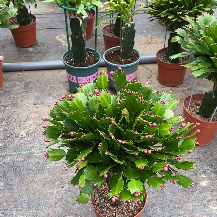 当前无花栽培后可以开花899嫁接爱玛