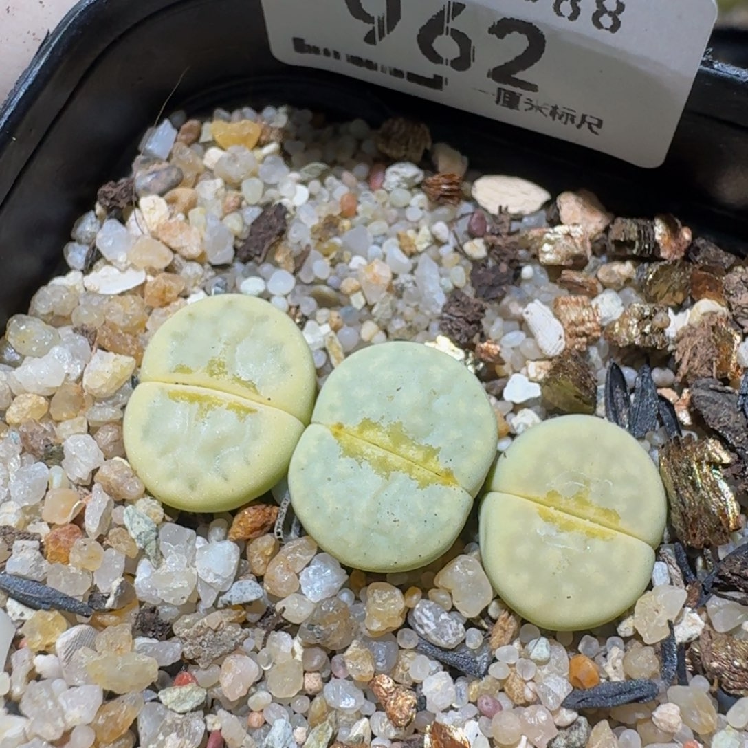 zzzz生石花肉锥962