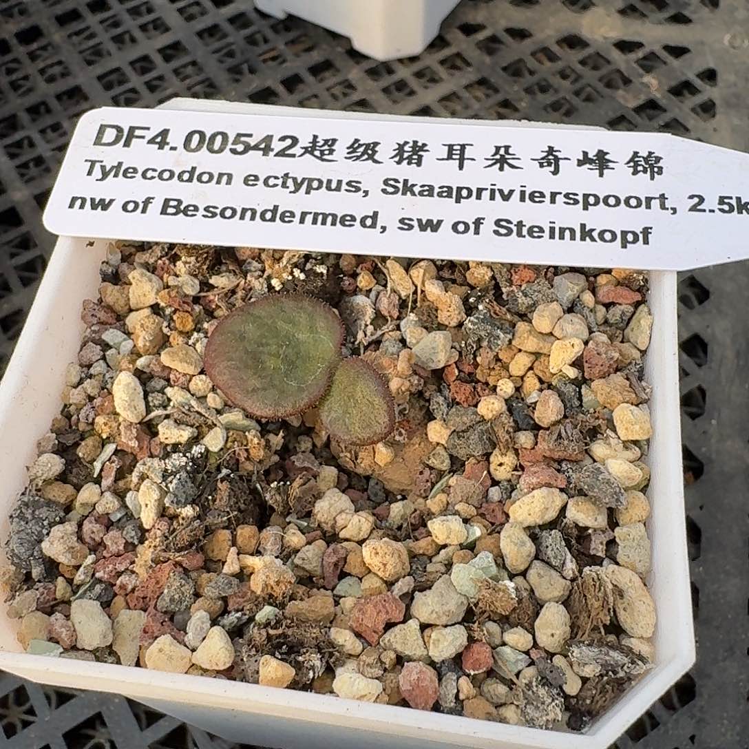 超级猪耳朵一个带盆发