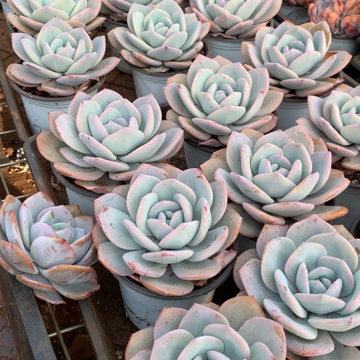 韩版奶茶多肉植物两单包邮