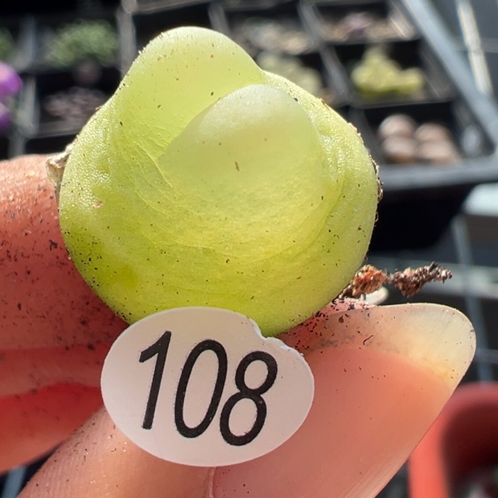 108号这颗多肉有点好看