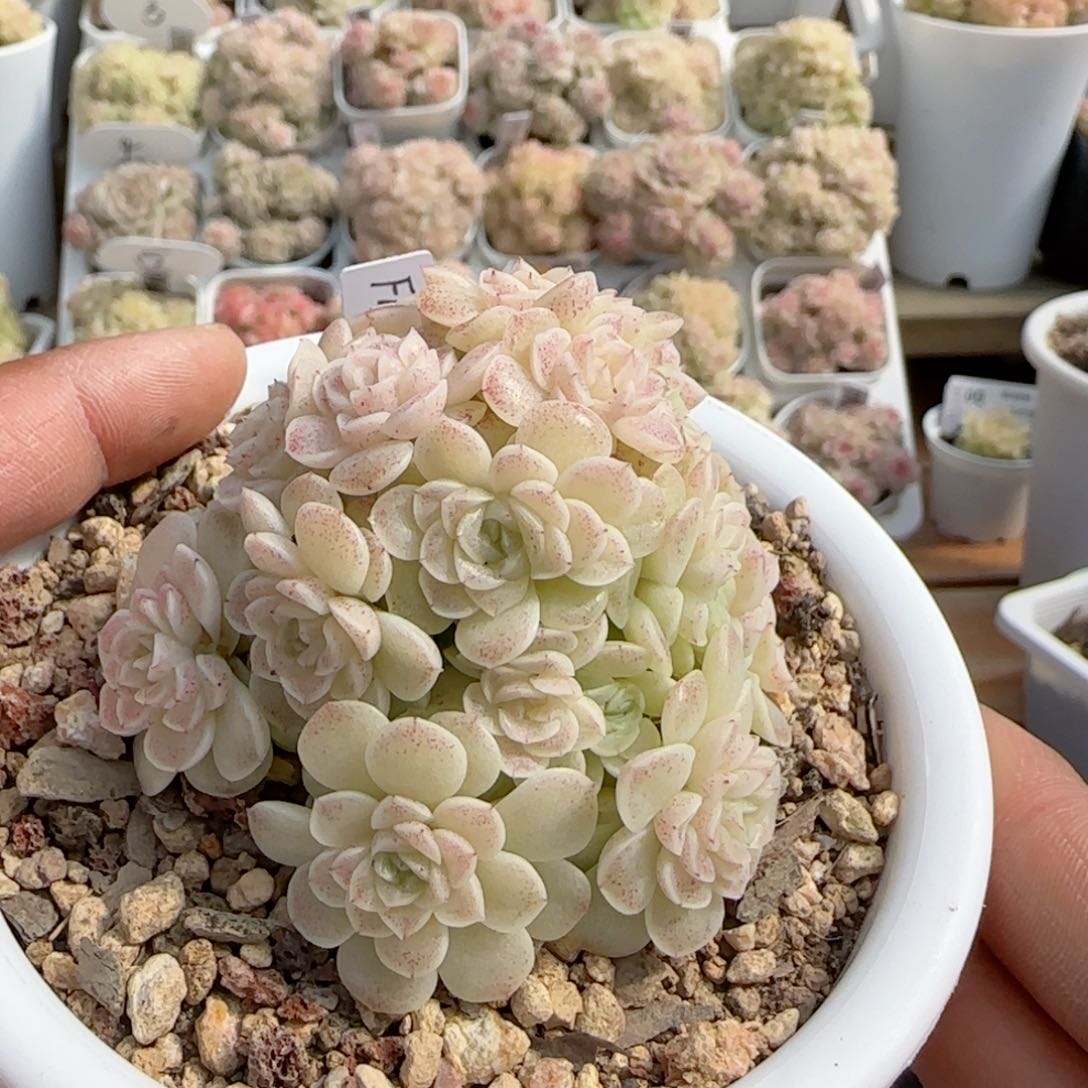 【闪购商品】0130-83（fm-16）