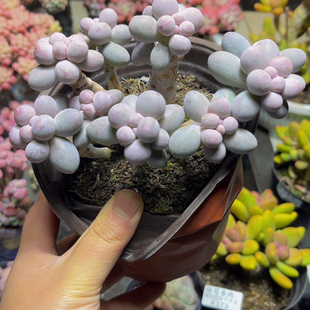 229香水手指奶酪大球15厘米多肉