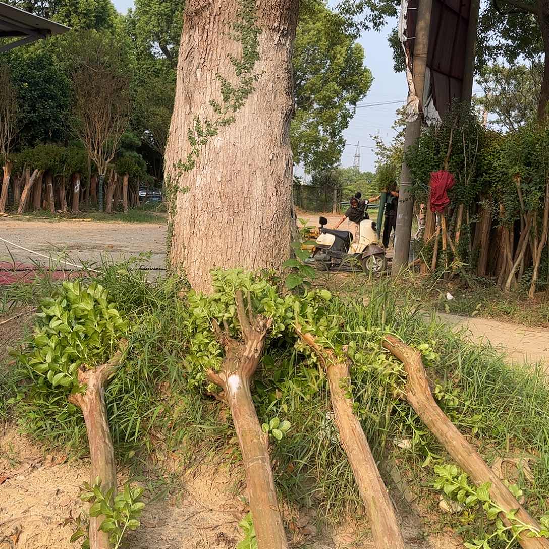 风***扬当前无花栽培后可以开花