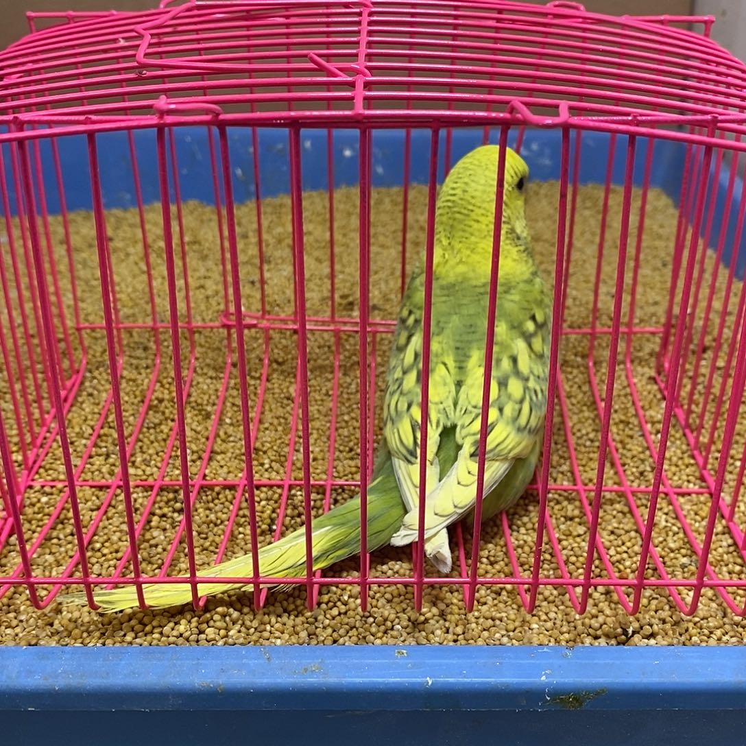 虎皮鹦鹉大头虎皮