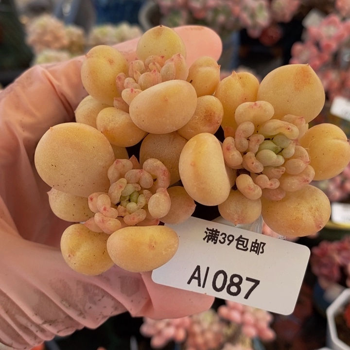 比尔盖茨老桩8cm1087多肉