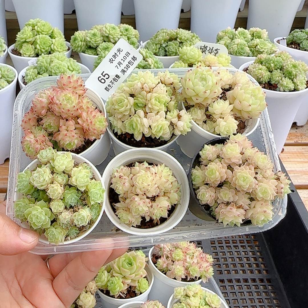 【闪购商品】0710-65福利（不包整