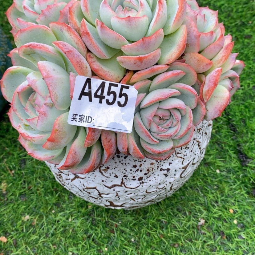 【闪购商品】静****）