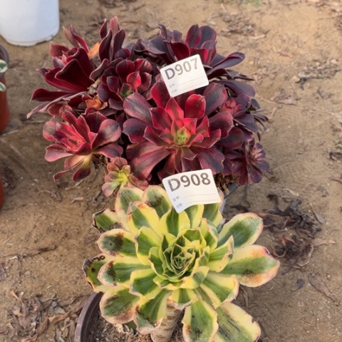 多肉植物美杜莎艳姿锦