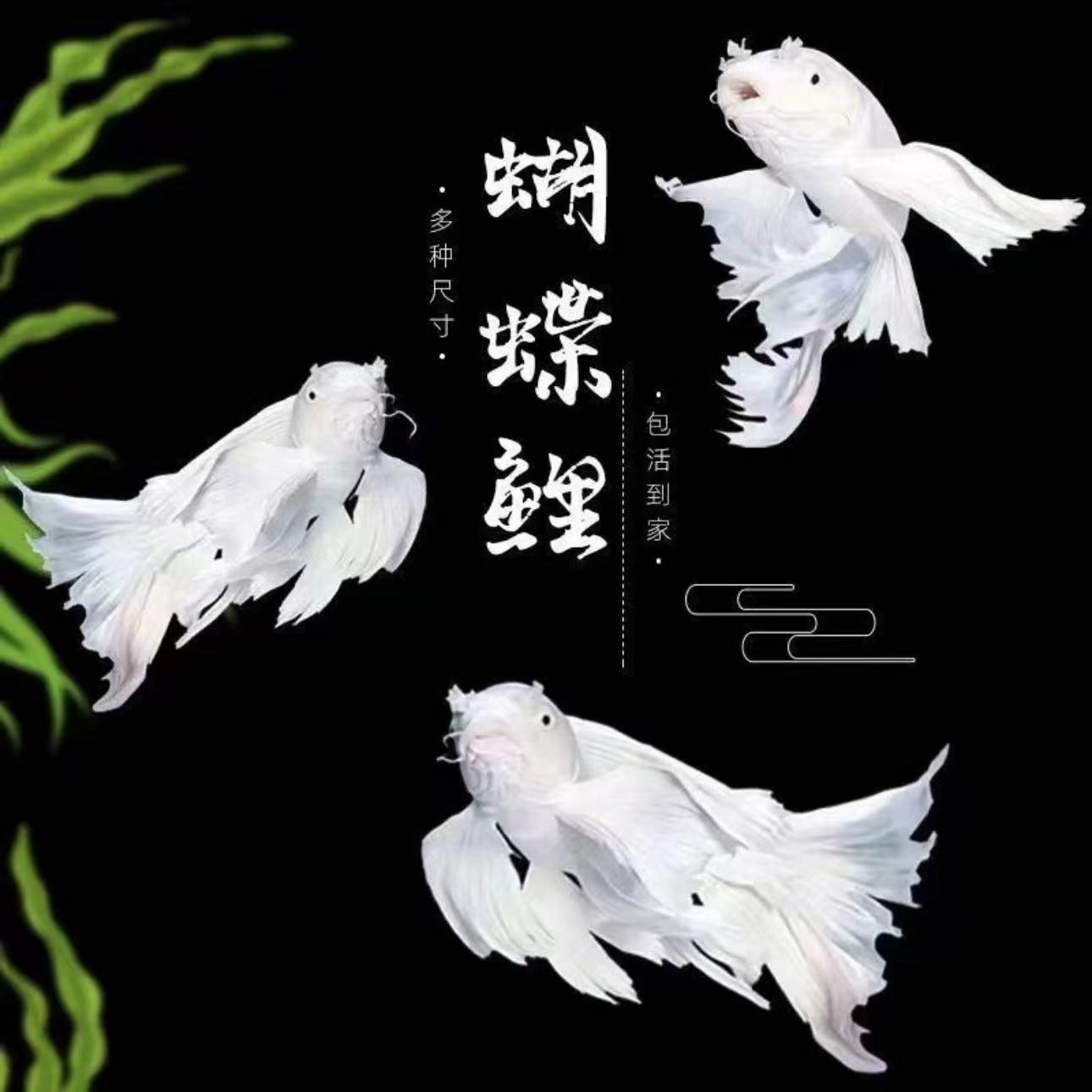 精品纯种蝴蝶鲤鱼短身球体长尾贵妃锦鲤鱼苗耐活好养冷水观赏鱼