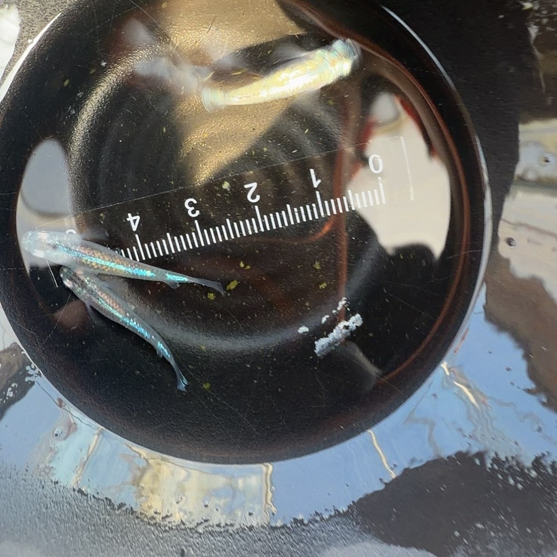 青鳉鱼观背青鳉04