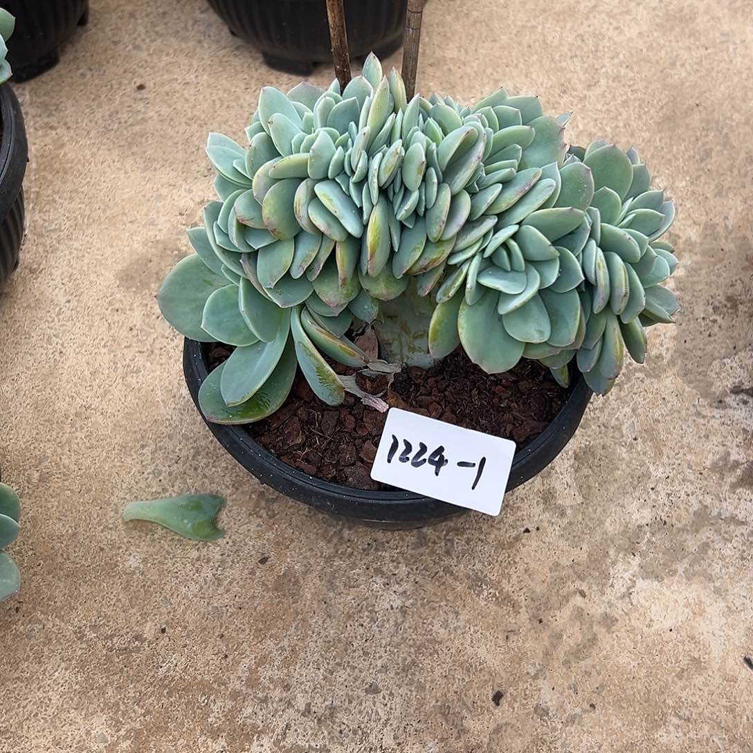 朵***朵1224-1白凤缀多肉植物