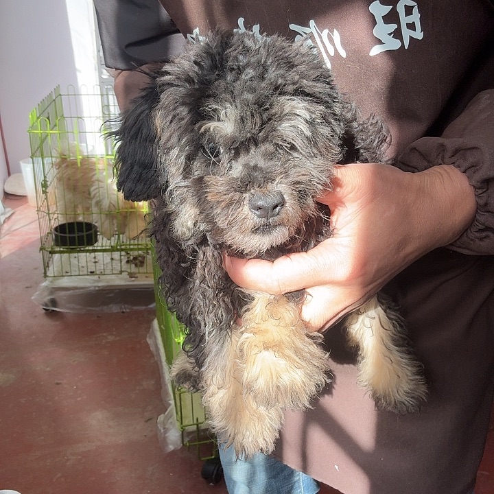 小体泰迪粉丝福利