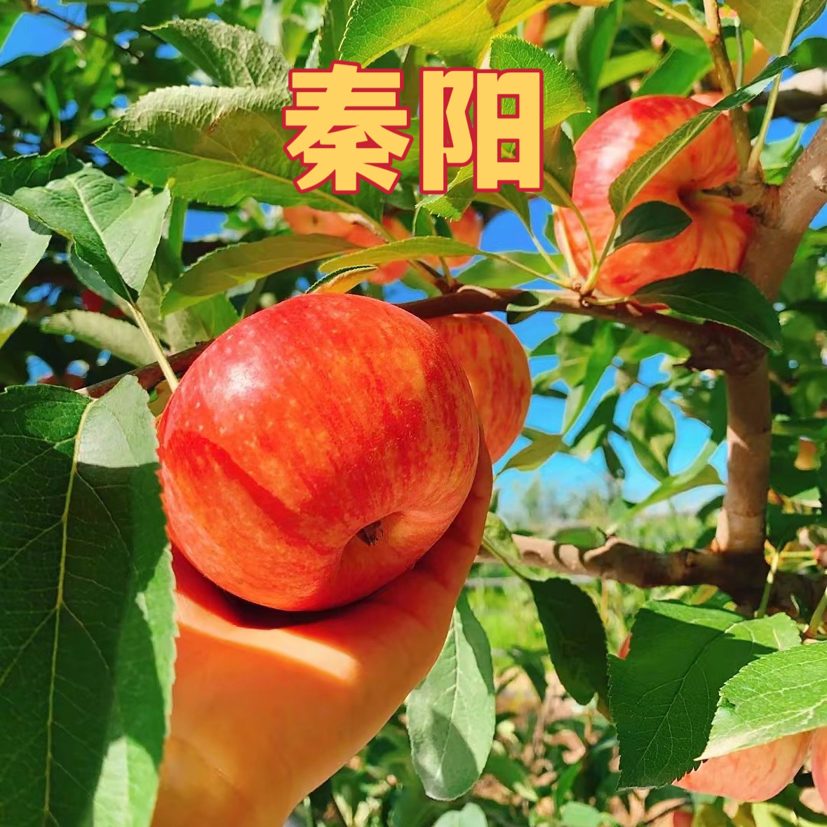 新品种秦阳秦脆水红秦冠苹果树苗幼苗现挖现发南北方栽种