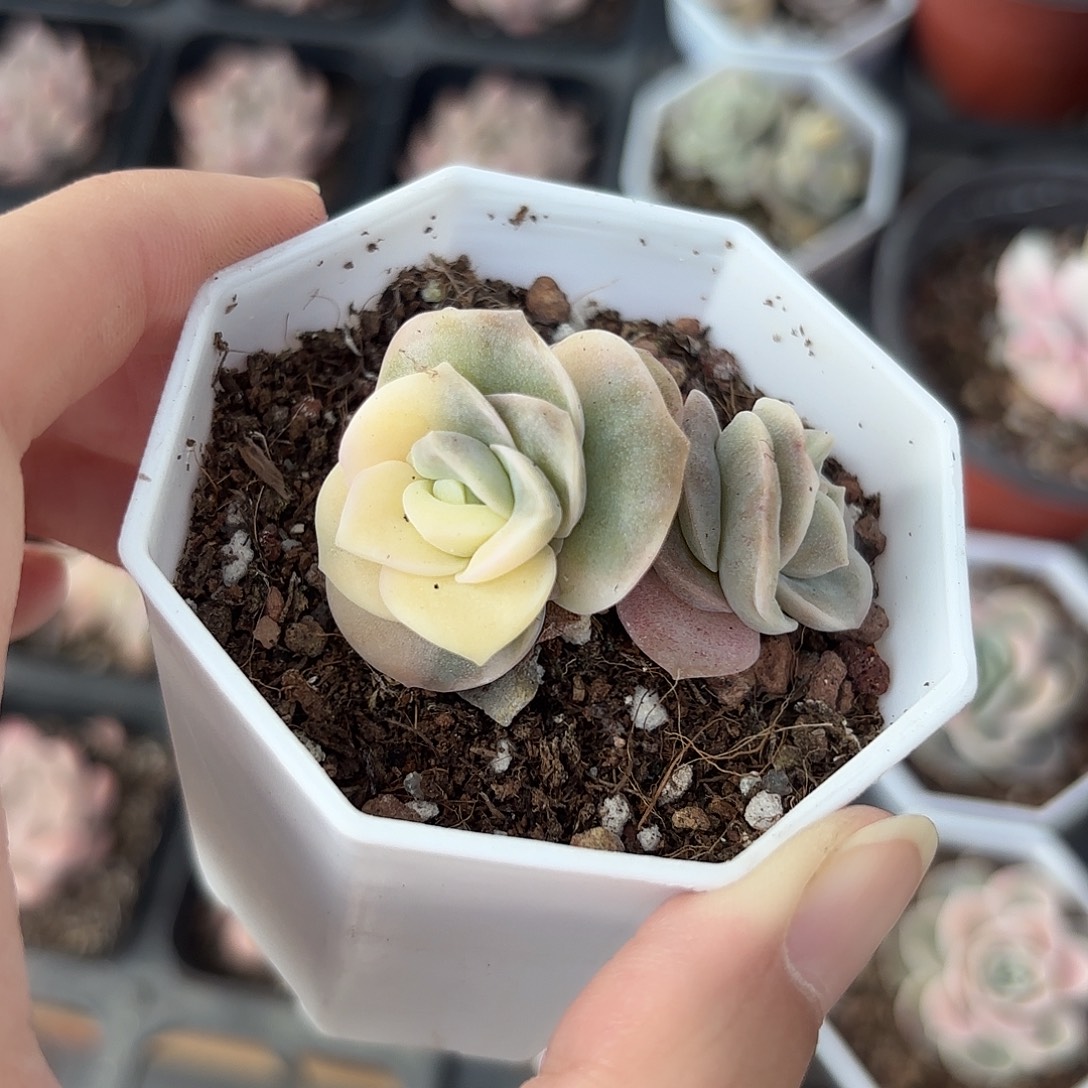 精品可爱玫瑰锦多肉植物