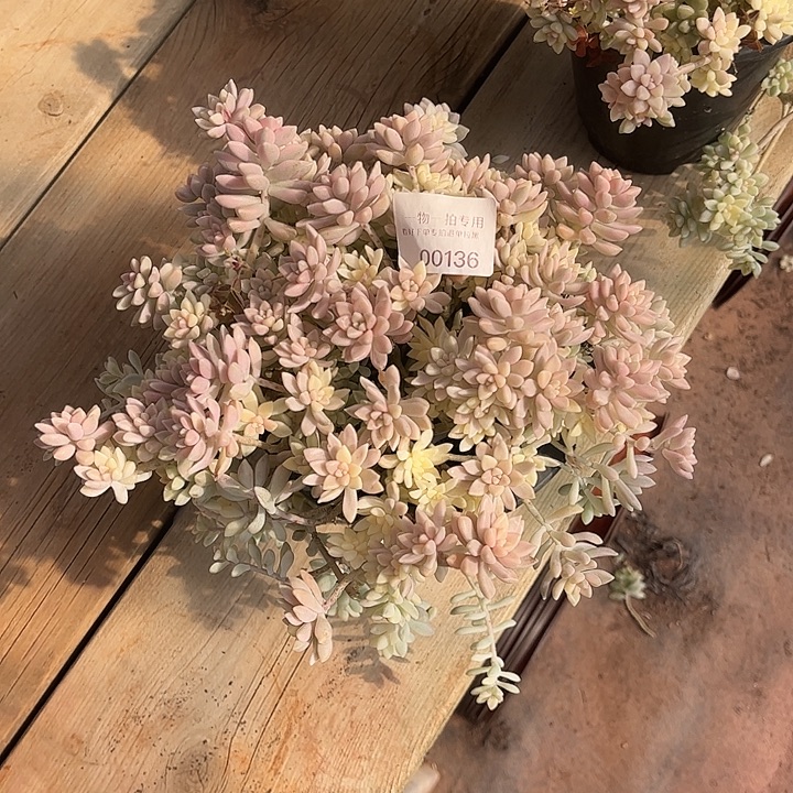 林***！姬秋丽锦群，一物一拍