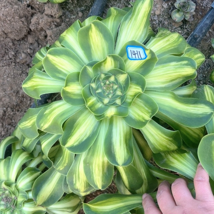 暴君法师多肉1411