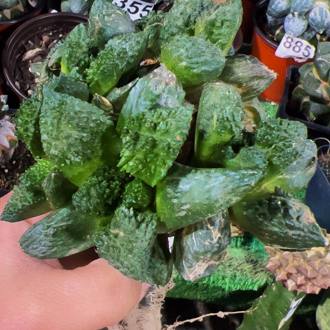 无花朵哥斯拉牡丹群258