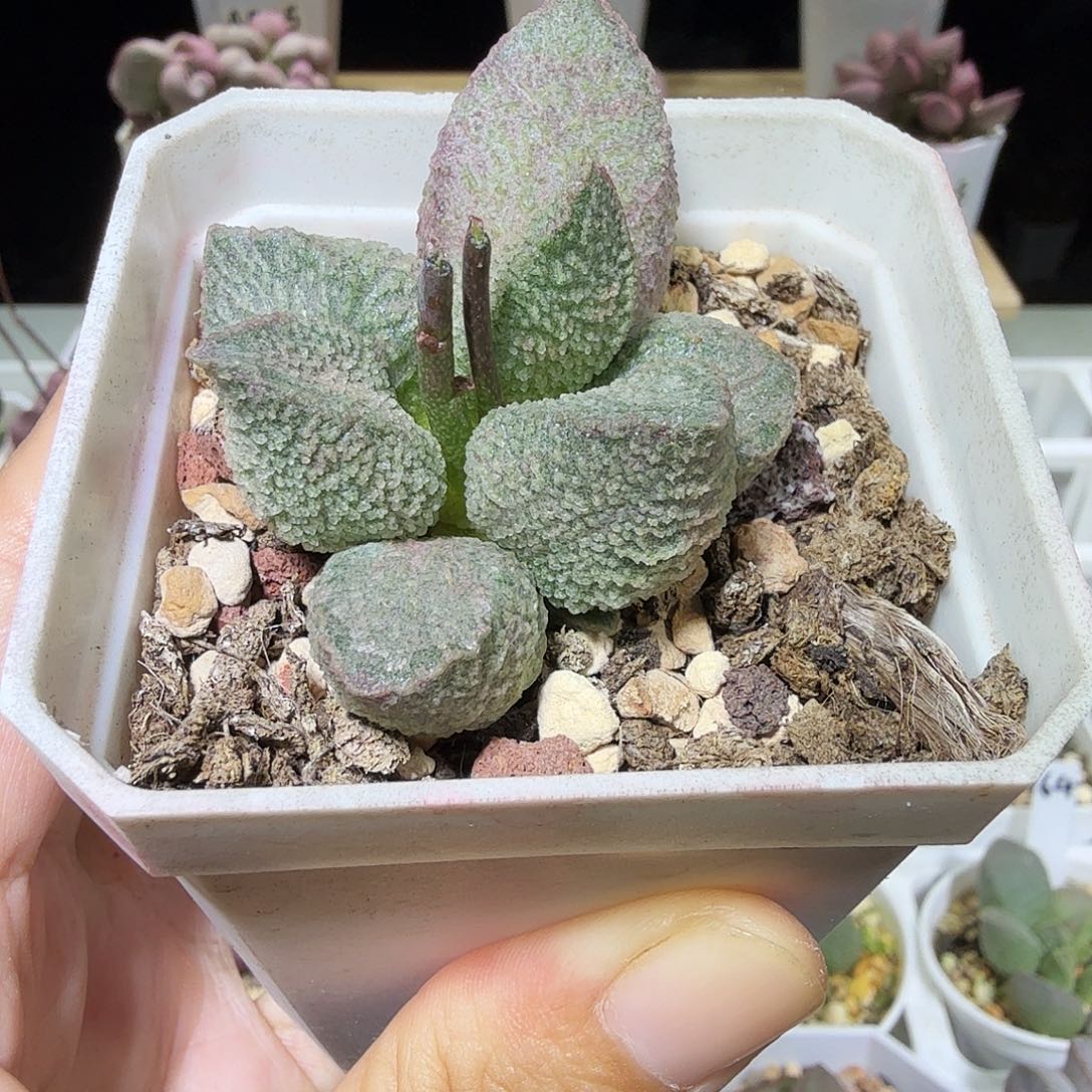 绿猪肝水泡多肉植物