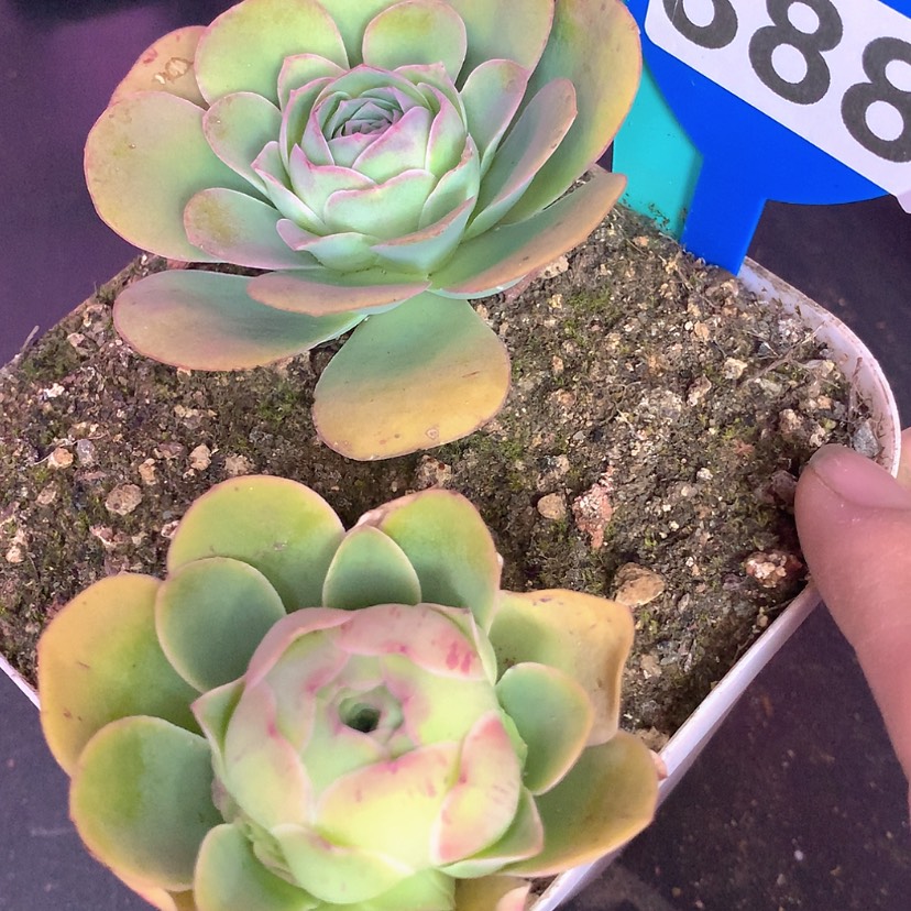 【闪购商品】yjj388两个