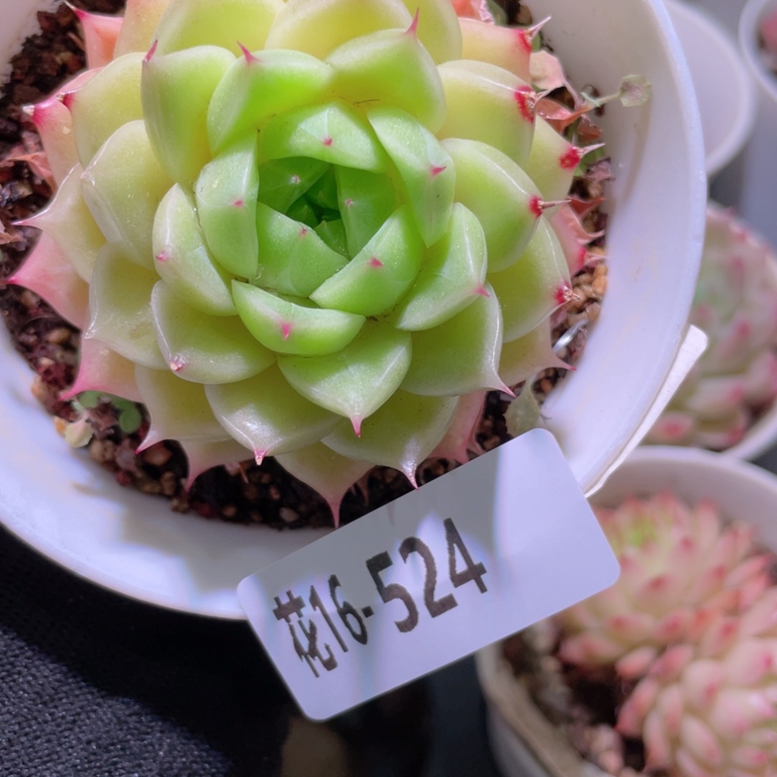 花利美16-524麦秆
