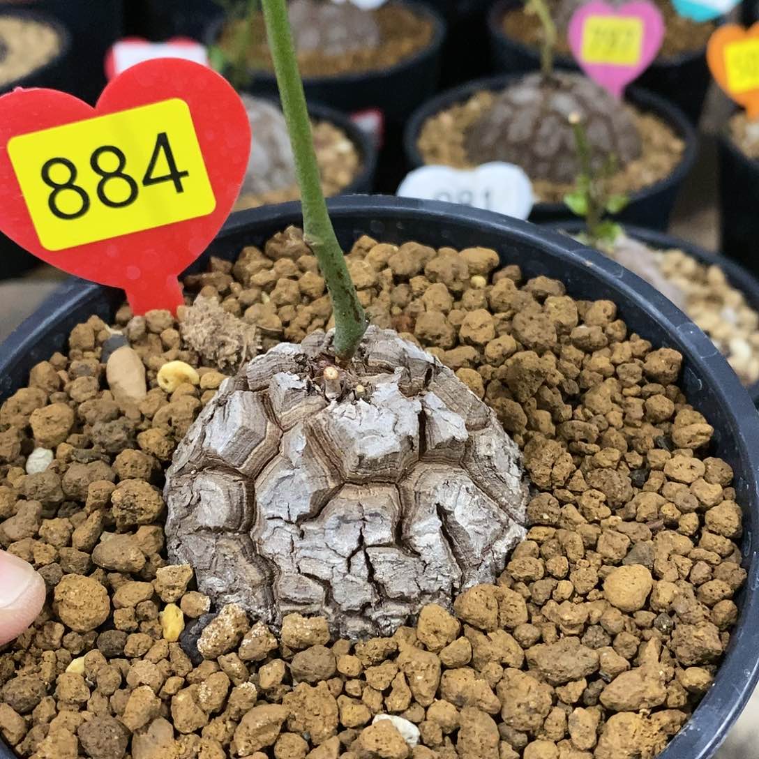 南非龟甲龙龟甲龙