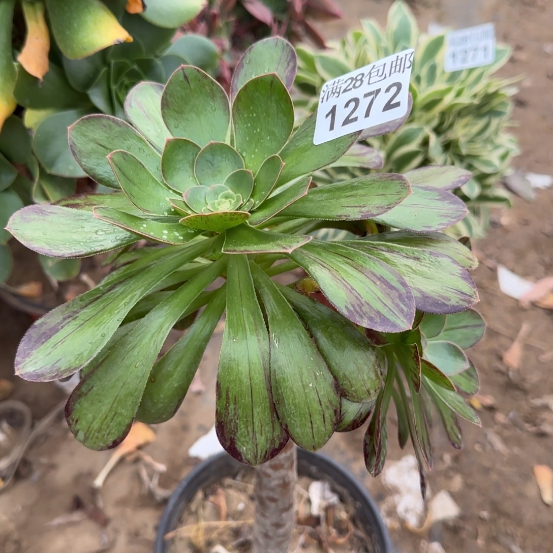 V锦多肉1272满28包邮断枝不包